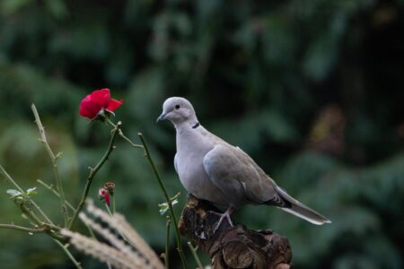 Dove in tree